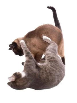 Cats fighting Stock Photos