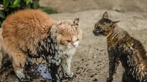 Cats fighting Stock Photos