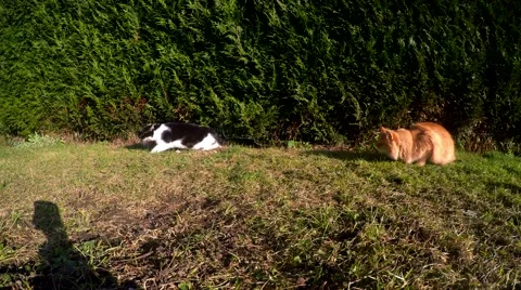 Cats fighting on the yard Stock Footage 45683078