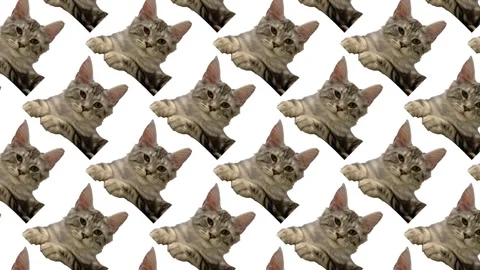 Cats fill the frame in a fun and lively pattern at a local event Stock Footage 341977073