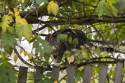 The cat's focus on sparrows, preparing to hunt. Stock Photos