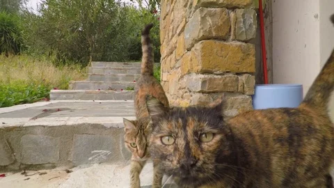 Cats following camera 스톡 동영상 105746082