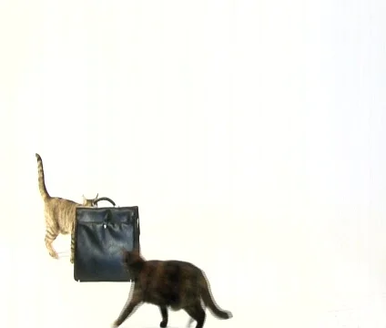 Cats Stock Footage 475159