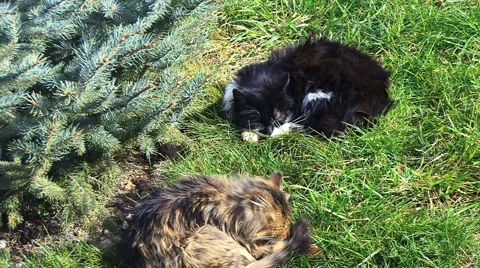 Cats Stockbeeldmateriaal 995491