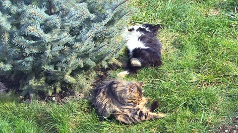 Cats Stockbeeldmateriaal 995501