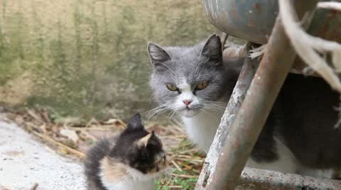Cats Stock Footage 12193924