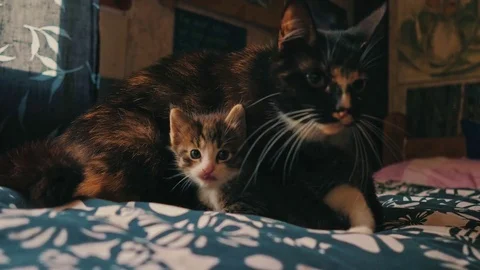 Cats Stock Footage 77780890