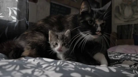 Cats Stock Footage 77780919