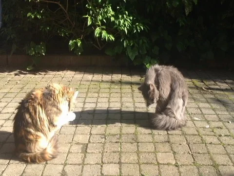 Cats Stock Footage 79874364