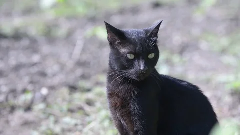Cats Stock Footage 81014229