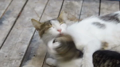 Cats Stock Footage 93413657