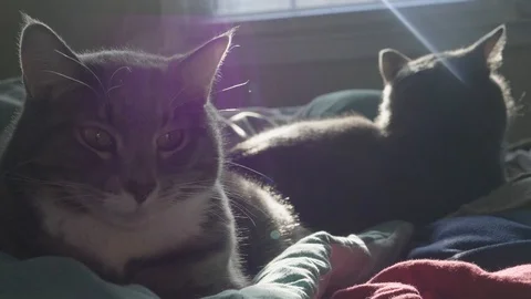 Cats 動画素材 98223577