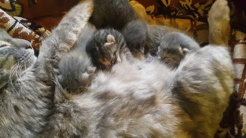 Cats Stock Footage 106865811