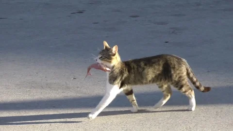 Cats Video stock 121355995