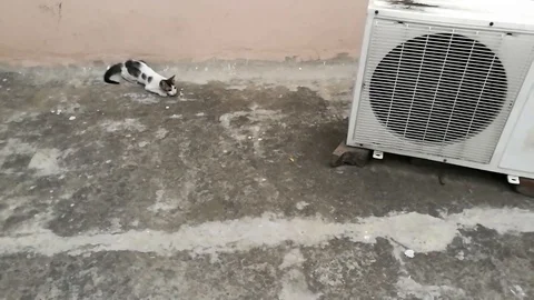 Cats Stock Footage 121685869