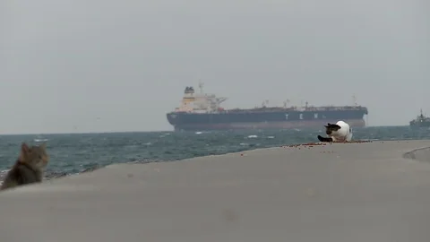 The Cats Video stock 123164604