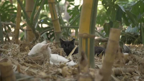 Cats Stock Footage 130689148