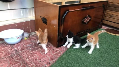 CATS Stock Footage 136550438