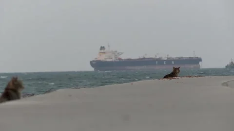 Cats Video stock 147022086