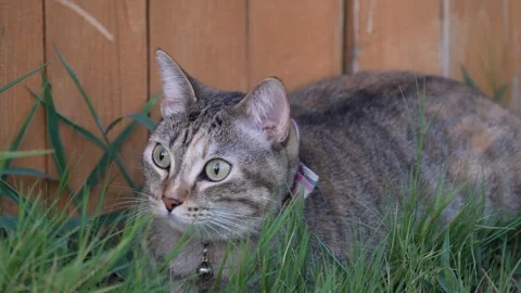 Cats Stock Footage 247163015