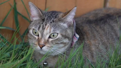 Cats Stock Footage 247163017