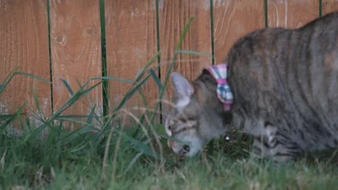 Cats Stock Footage 247171554