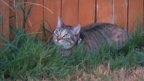 Cats Stock Footage 247171557