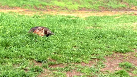 Cats Stock Footage 301246416