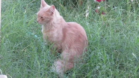 Cats 스톡 동영상 333827461