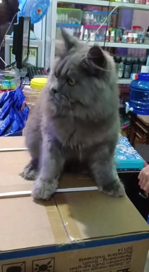 Cats funny video 스톡 동영상 208455357