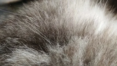 Cat's fur Stock Footage 209595930