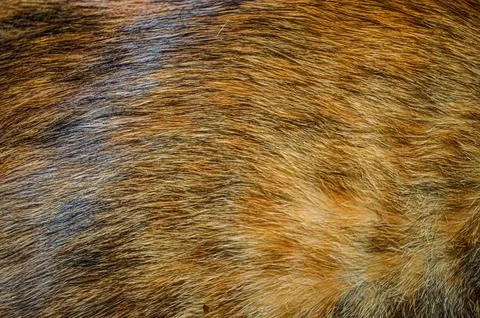The cat's fur pattern is brown Foto stock
