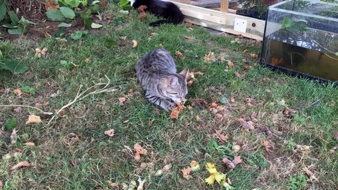 Cats in the garden Stock Footage 101371169