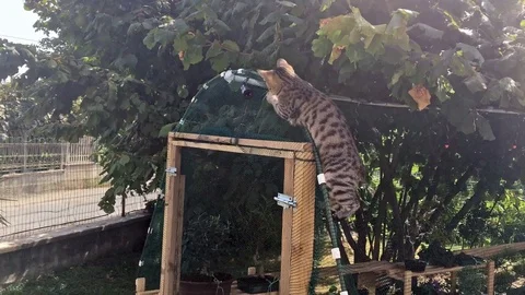 Cats in the garden Stock Footage 101371445