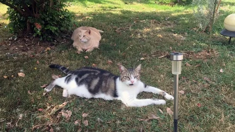 Cats in the garden Stock Footage 101371658