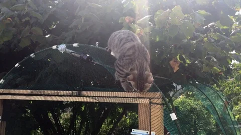 Cats in the garden Video stock 101371685