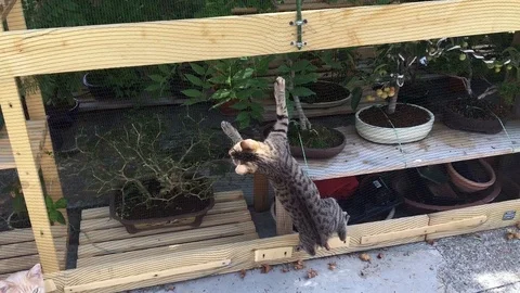 Cats in the garden Stock Footage 101372251