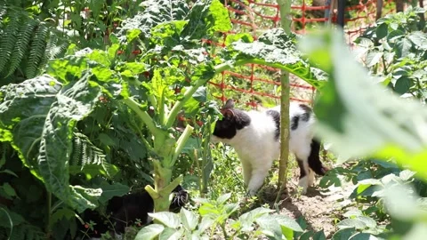 Cats in the garden. Stock Footage 131402694