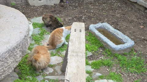 Cats gather in the yard to graze Old Town B&amp;B Stock Footage 244993557