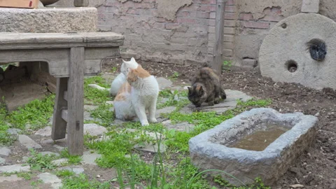 Cats gather in the yard to graze Old Town B&amp;B Stock Footage 244993704