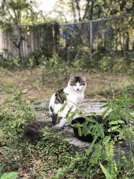 A cats gaze 库存照片