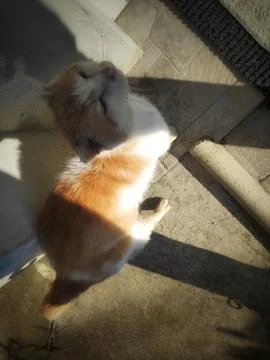 Cat’s Gaze with Sun Reflection in Clouds 写真素材