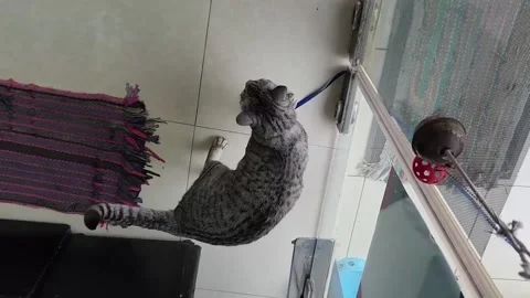 Cats get affection and care Video stock 250394240