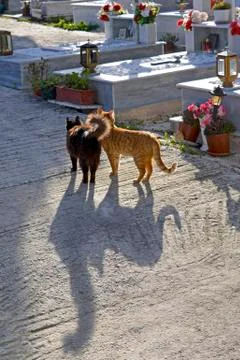 Cats on graveyard 스톡 사진