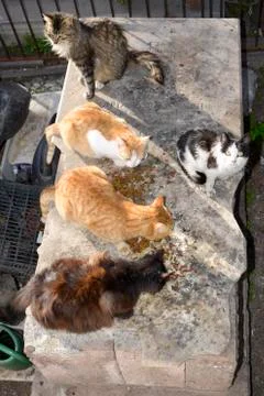 Cats on graveyard Stock Photos
