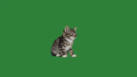 Cats on a green screen Vídeo Stock 270155194