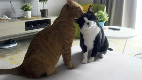 Cats grooming each other while sitting on sofa Stock Footage 245423797