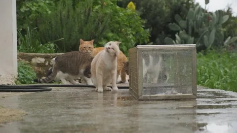 Cats grooming one another in the winter rain 25fps mpeg iframe Stock Footage 234973096