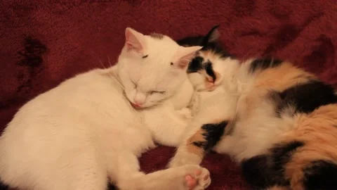 Cats grooming themselves lying on sofa Stock Footage 167550459