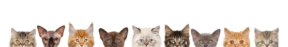 Cats, half of muzzle on white Stock Photos